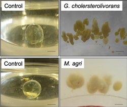 Beobachtung der Biofilmbildung auf einem Octocrylen-Tropfen. Beobachtung der Biofilmbildung auf einem Octocrylen-Tropfen.