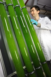 Energieversorgung der Zukunft: Algen als Energieträger für Biokraftstoffe