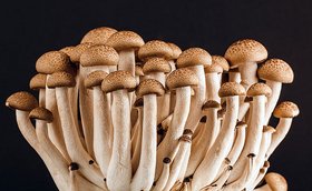 Das Start-up Mushlabs verwendet Pilze, um daraus ein fleischähnliches Produkt herzustellen.